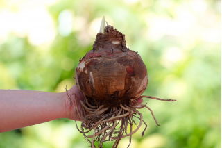 Hipeastrum - Amarylis - Czerwony - cebulka GIGANT - GIGA paczka! - 10 szt.