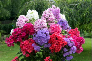 Floks (Phlox) - Płomyk wiechowaty - mix - duża paczka! - 10 szt.