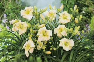 Liliowiec Arctic Snow - GIGA paczka! - 50 szt.