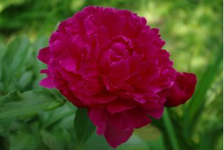 Piwonia, Paeonia - Madame Gaaudichau - sadzonka