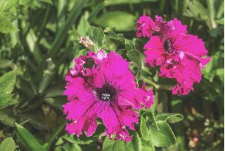 Petunia o kwiatach strzępiastych - różowa