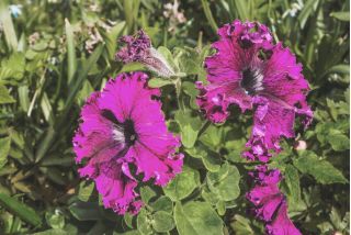 Petunia o kwiatach strzępiastych - różowa