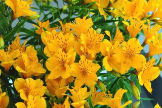 Alstremeria - Alstroemeria Lutea - duża paczka! - 10 szt.