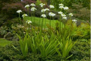 Śniedek Saundersa - Ornithogalum saundersiae - GIGA paczka! - 50 szt.