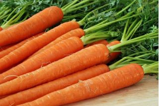 Marchew Salsa F1 - późna