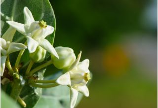 Trojeść krwista - Iceballet