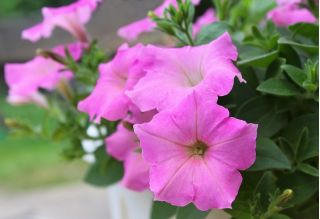 Petunia wielkokwiatowa - różowa