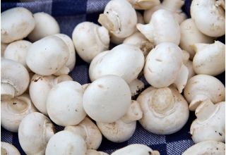 Pieczarka biała i brązowa do uprawy w domu i ogrodzie - 2 w 1 - 10 kg