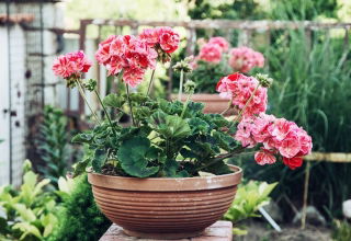 Pelargonia Raspberry Ripple - łososioworóżowa z czerwonymi plamkami, pstra