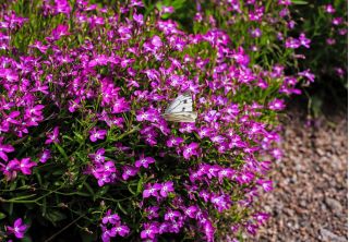 Lobelia Mitternachtsblau - fioletowa