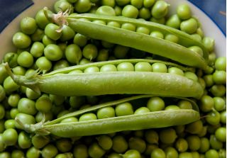 BIO Groch siewny łuskowy Progress 9 - Certyfikowane nasiona ekologiczne