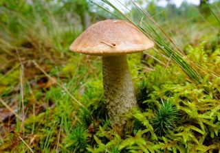 Zestaw grzybów pod drzewa liściaste + kania - 7 gatunków - grzybnia