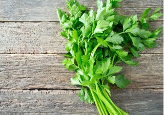 Seler listkowy Green cutting - na susz