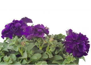 Petunia ogrodowa Polka F2 - o kwiatach pełnych