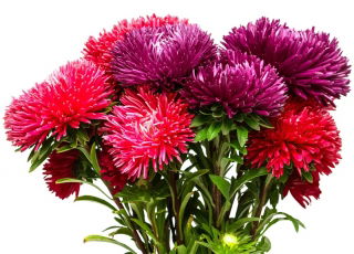 Aster - King Size - wysoki, nawet do 100 cm