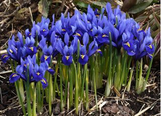 Irys żyłkowany - Iris reticulata - opak. 10 szt.