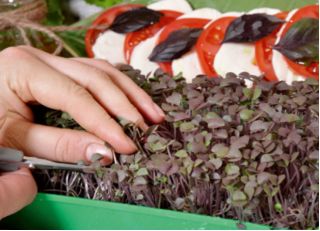 Microgreens - Bazylia właściwa czerwona Dark Opal - młode listki o unikalnym smaku