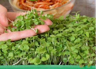 Microgreens - Fit pack - doskonały dodatek do sałatek - zestaw 10 szt. + pojemnik do uprawy