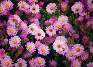 Aster alpejski - mieszanka