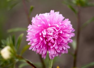 Aster chryzantemowy Beryl - różowy