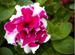 Petunia o kwiatach pełnych Bicola F2