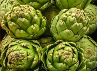 Karczoch Gros Vert de Laon
