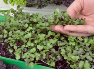 Microgreens - Decorazione - dekoracyjny dodatek do potraw - zestaw 5 szt. + pojemnik do uprawy