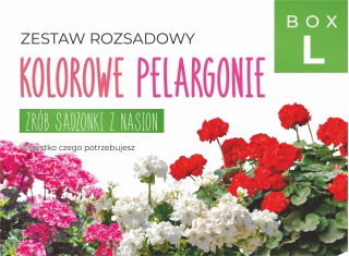 Zestaw rozsadowy 'Kolorowe pelargonie' - zrób sadzonki z nasion - Box L