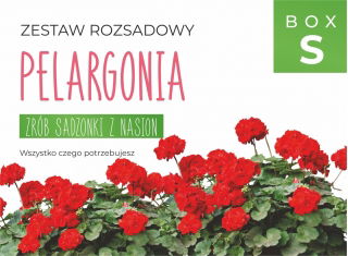 Zestaw rozsadowy 'Pelargonia' - zrób sadzonki z nasion - Box S