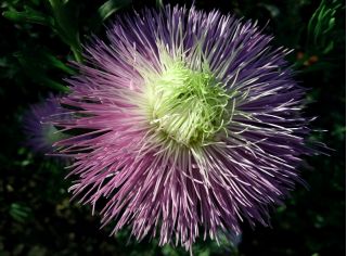 Aster igiełkowy Rapsodia - jasnofiołkowy