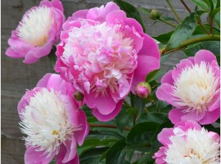 Piwonia, Paeonia - Bowl of Beauty - sadzonka