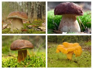Zestaw grzybów pod świerki - 4 gatunki - grzybnia