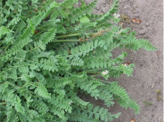 Seradela Emena - 1 kg