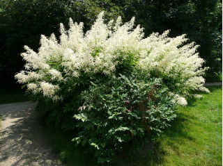 Parzydło leśne - Aruncus dioicus - GIGA paczka! - 50 szt.
