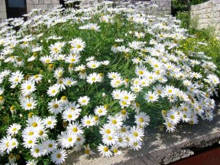 Margerytka niska