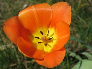 Tulipan pomarańczowy - Orange - 5 szt.