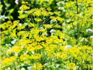 Koper ogrodowy Bouquet - także do uprawy doniczkowej