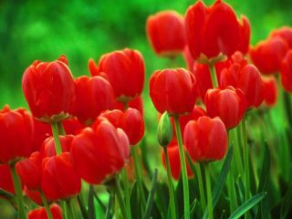 Tulipan czerwony - Red - 5 szt.