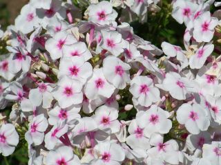 Floks (Phlox) - Płomyk wiechowaty - Graf Zeppelin - 1 szt.