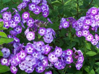 Floks (Phlox) - Płomyk wiechowaty - Laura - 1 szt.