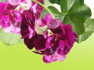 Pelargonia fioletowa