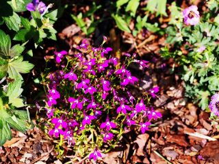 Lobelia przylądkowa karminowoczerwona - Stroiczka