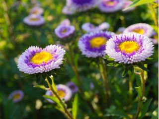 Aster - Liliput Moonshine - mieszanka