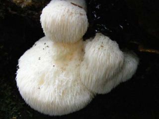 Zestaw GIGANT - 13 gatunków grzybów - grzybnia na kołkach