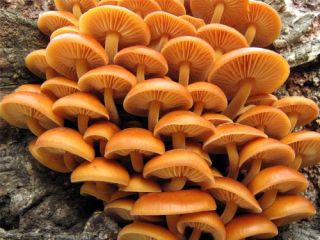 Zestaw GIGANT - 13 gatunków grzybów - grzybnia na kołkach