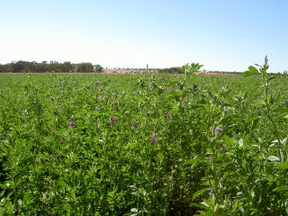 Lucerna siewna La Bella Campagnola - 0,5 kg