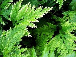 Róża jerychońska - Rose of Jericho - GIGA paczka! - 50 szt.