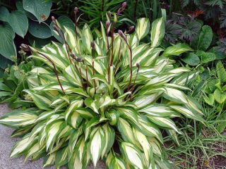 Funkia - Hosta Cherry Berry - GIGA paczka! - 50 szt.