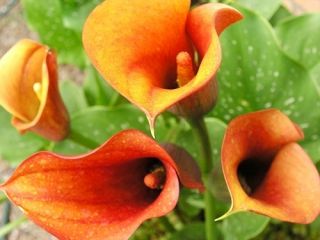 Calla pomarańczowa - Orange