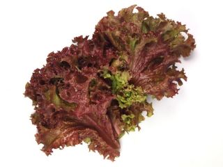 Baby Leaf - Sałata liściowa Lollo Rossa